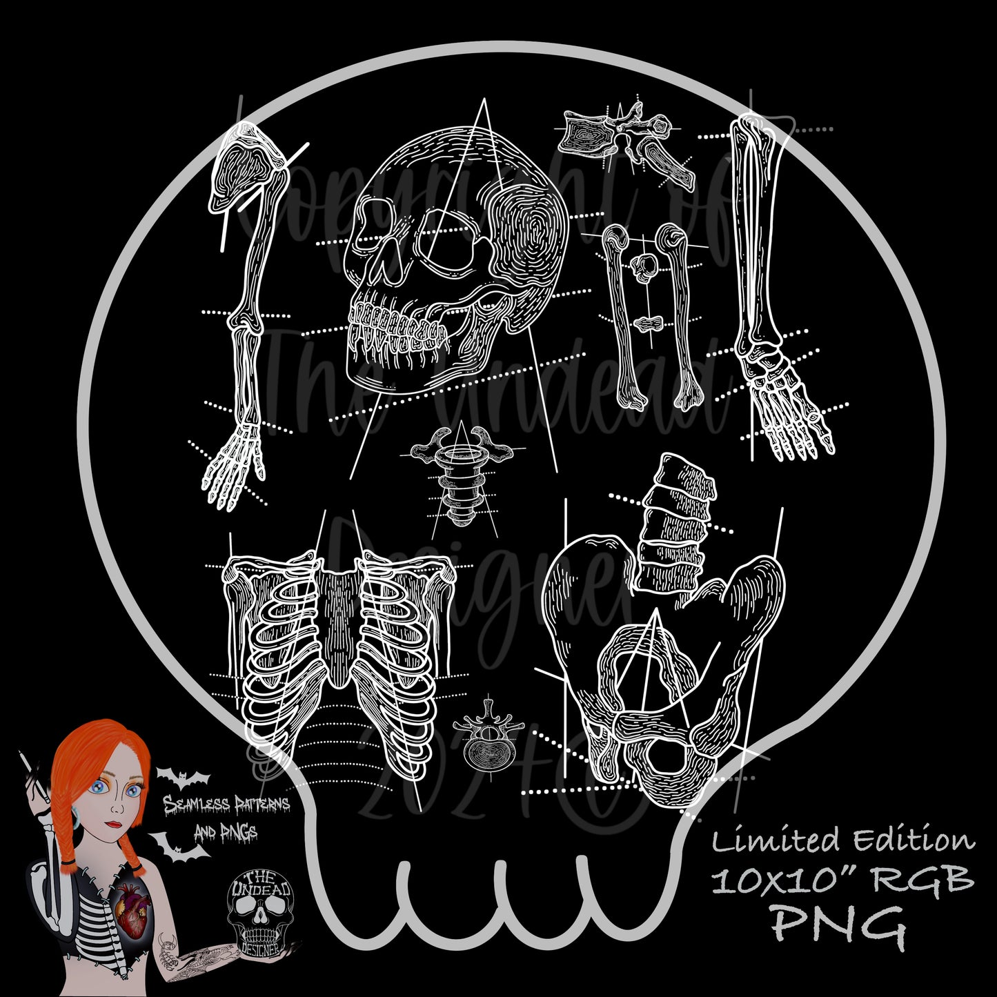 Anatomy PNG