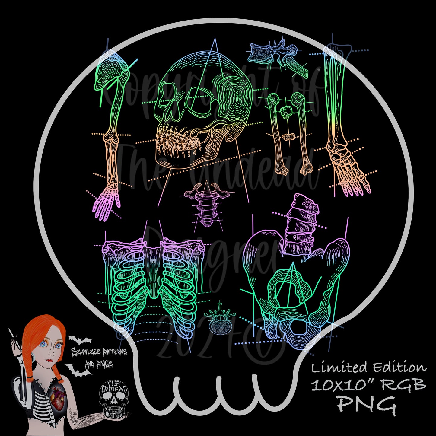 Anatomy PNG