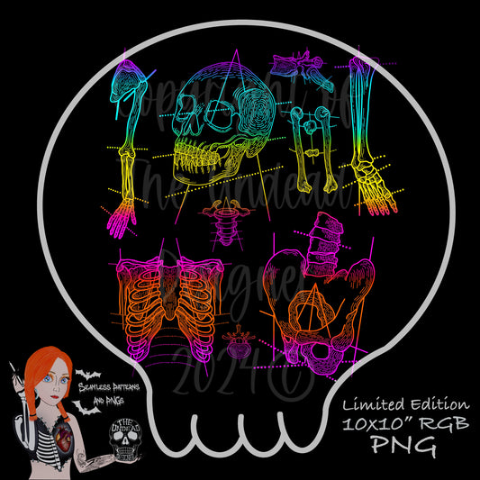 Anatomy PNG